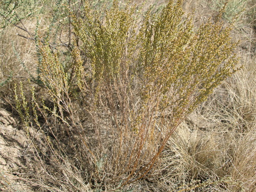 Image of Levant Wormseed (Artemisia pauciflora) by (c) Анна Митрошенкова, some rights reserved (CC BY)