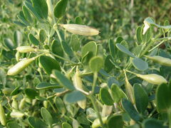 St. Andrew's Cross (Zygophyllum fabago)