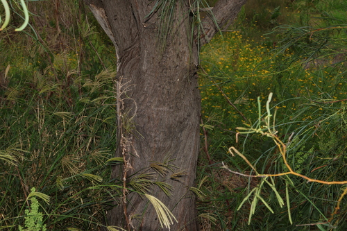 Image of Acacia stenophylla by (c) Greg Tasney, some rights reserved (CC BY-SA)