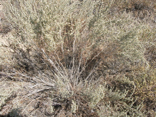 Image of Artemisia taurica by (c) Анна Митрошенкова, some rights reserved (CC BY)