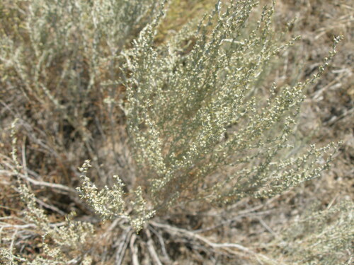 Image of Artemisia taurica by (c) Анна Митрошенкова, some rights reserved (CC BY)