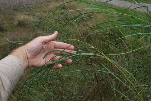 Image of Acacia stenophylla by (c) Greg Tasney, some rights reserved (CC BY-SA)