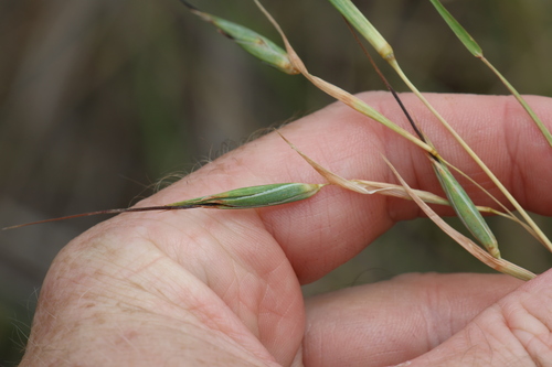 Image of Themeda avenacea by (c) Greg Tasney, some rights reserved (CC BY-SA)