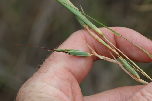 Image of Themeda avenacea by (c) Greg Tasney, some rights reserved (CC BY-SA)