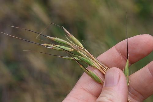 Image of Themeda avenacea by (c) Greg Tasney, some rights reserved (CC BY-SA)