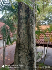 Peltophorum pterocarpum