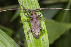 Acalolepta rusticatrix
