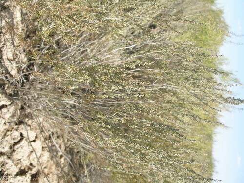 Image of Artemisia taurica by (c) Анна Митрошенкова, some rights reserved (CC BY)