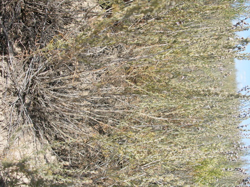 Image of Artemisia taurica by (c) Анна Митрошенкова, some rights reserved (CC BY)