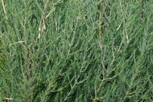 Image of Maireana microphylla by (c) Greg Tasney, some rights reserved (CC BY-SA)