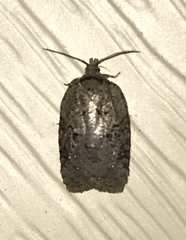 Acleris chalybeana