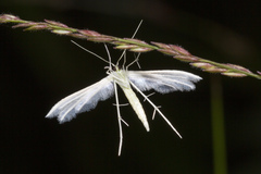 Pterophorus lacteipennis