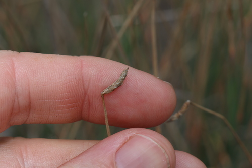 Eleocharis pallens, 2024-01-18