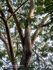 Peltophorum pterocarpum