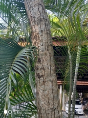 Peltophorum pterocarpum