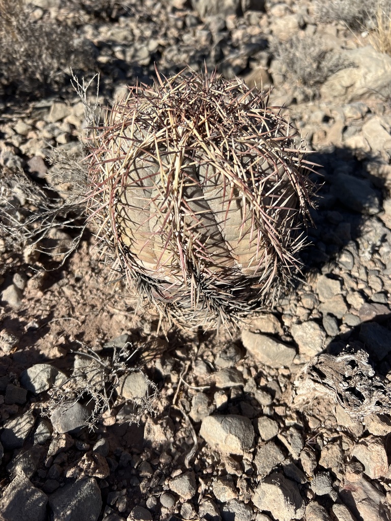 Devilshead In January 2024 By CK Kelly INaturalist   Large 