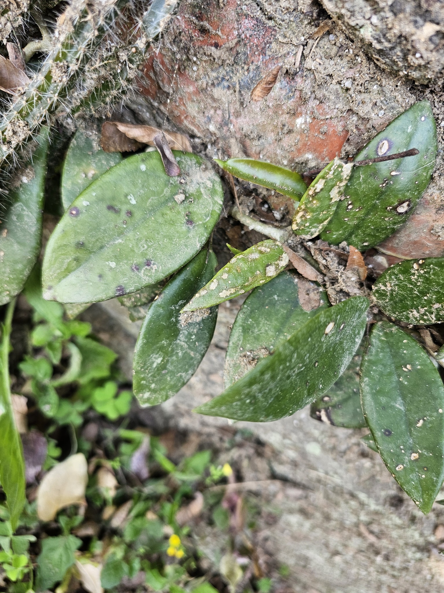 Imagem de Flor-de-cera