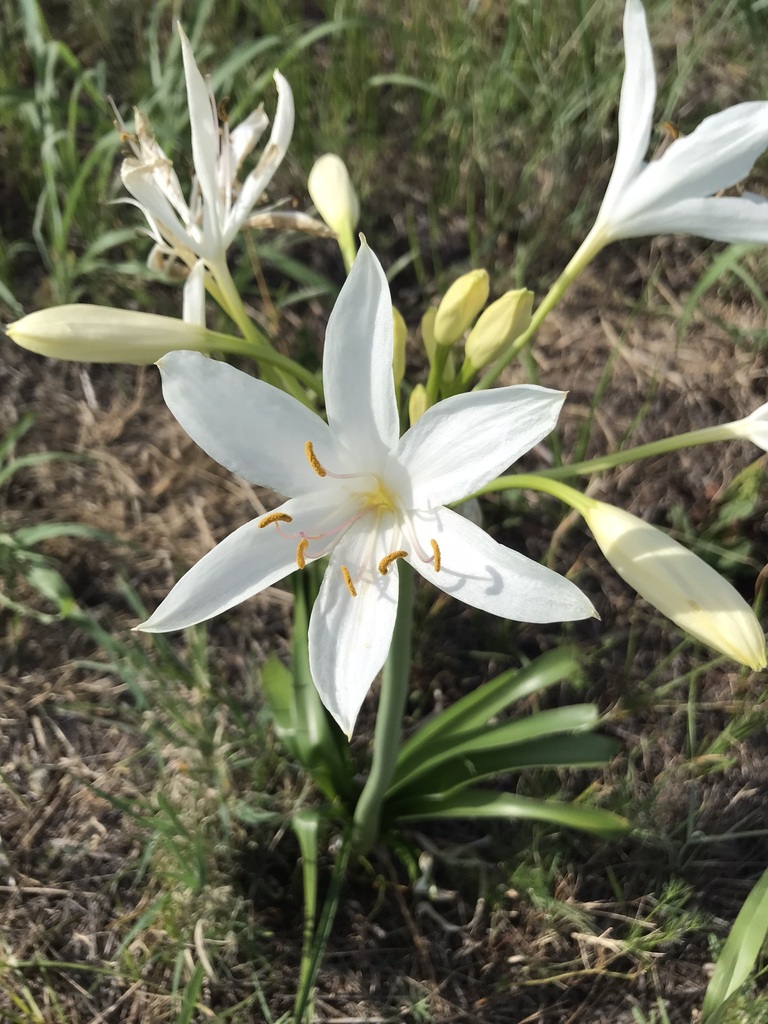 Crinum flaccidum from Narrabri NSW 2390, Australia on January 4, 2024 ...