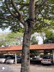 Peltophorum pterocarpum