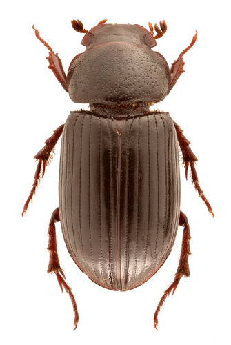 Stenotothorax