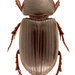 Stenotothorax badipes - Photo (c) Pierrick Bloin,  זכויות יוצרים חלקיות (CC BY-NC), הועלה על ידי Pierrick Bloin