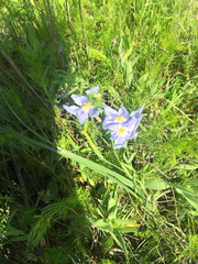 Nemastylis geminiflora