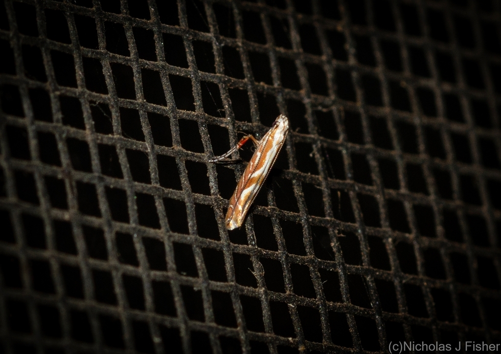 Aristaea from Tamborine Mountain QLD 4272, Australia on January 14 ...