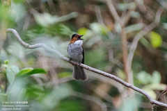 Hemixos castanonotus