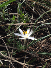 Leucocrinum montanum