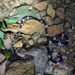 Rendahl's Wolf Snake - Photo (c) SIFASV from Vietnam_Nguyen Van Tan, some rights reserved (CC BY-NC), uploaded by SIFASV from Vietnam_Nguyen Van Tan