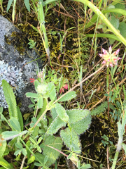 Trifolium bifidum decipiens
