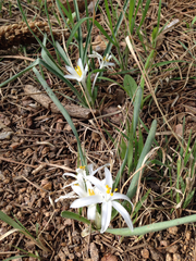 Leucocrinum montanum