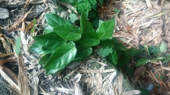 Vincetoxicum hirsutum