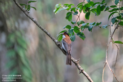 Hemixos castanonotus