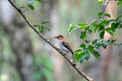 Hemixos castanonotus