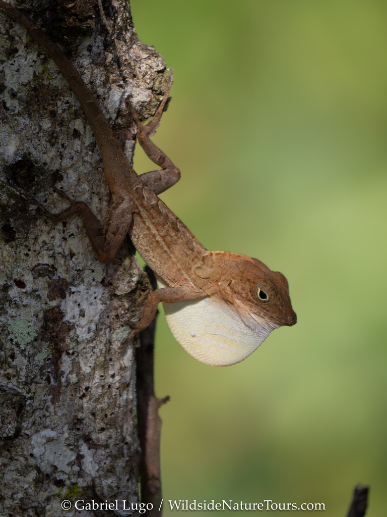 Cordillera Oriental Stout Anole