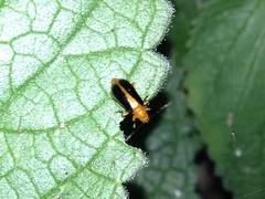 Phyllobrotica limbata