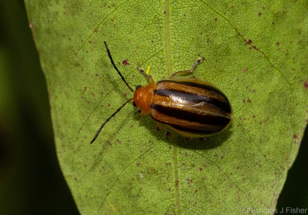 Oides Sp Oides fryi from Tamborine Mountain QLD 4272, Australia on January 15 ...