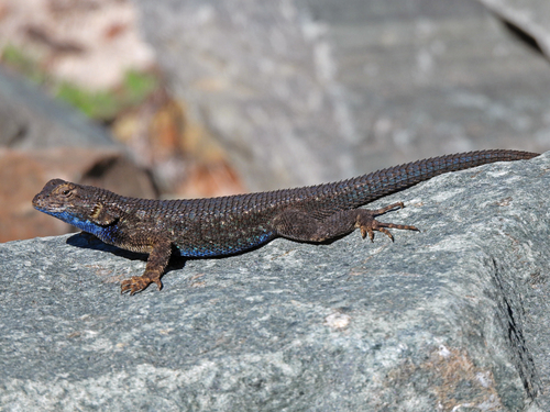 iNaturalist observation photo of Western Fence Lizard