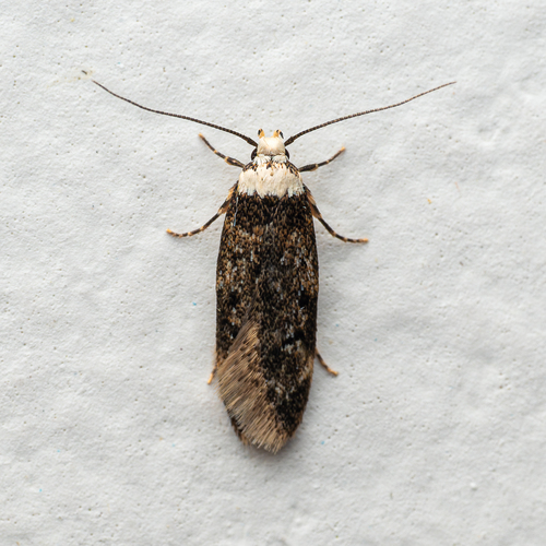 White-shouldered House Moth