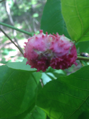 Phylloxera spinosa