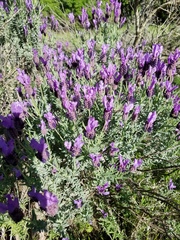 Lavandula stoechas