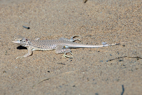 Yuman Desert Fringe-toed Lizard, Uma cowlesi