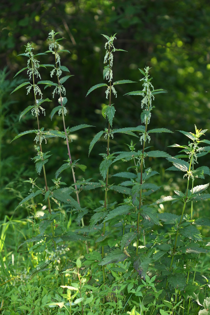 Urtica dioica