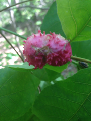 Phylloxera spinosa