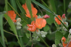 Sphaeralcea lindheimeri