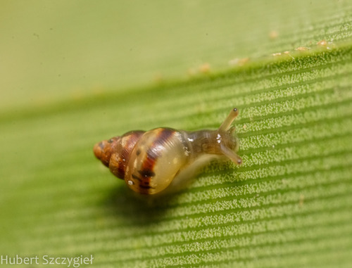 Auriculella perpusilla observed 2023-12-30