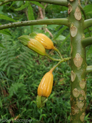 Cyanea grimesiana