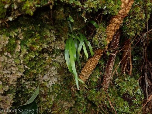 Haplopteris elongata, 2023-12-30