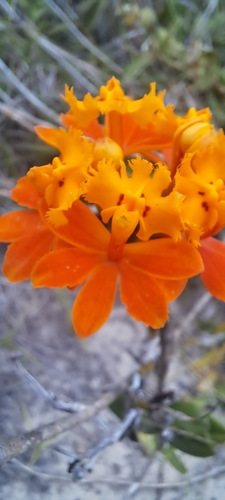 Image of Epidendrum fulgens by (c) William G. Borges, some rights reserved (CC BY)